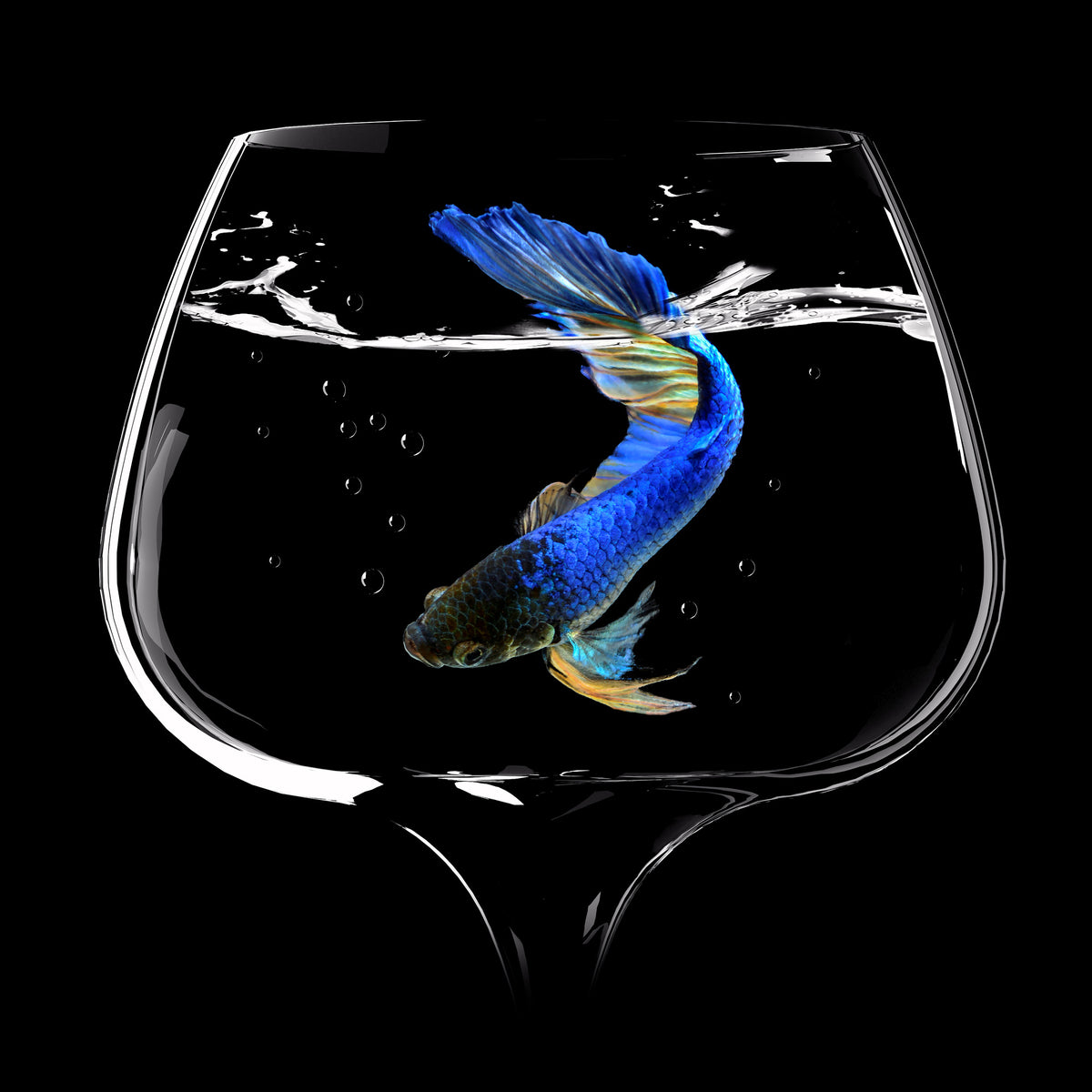 4-piece-canvas-print-betta-fish-dance