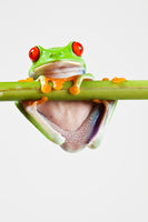 poster-print-frog-acrobatics