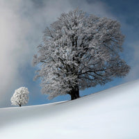 acrylic-print-i-am-the-most-beautiful