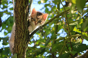 3-piece-canvas-print-cute-cat-child