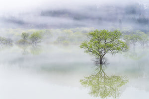 framedcanvas-print-dreamy-tree-x
