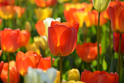 poster-print-close-up-tulip-field