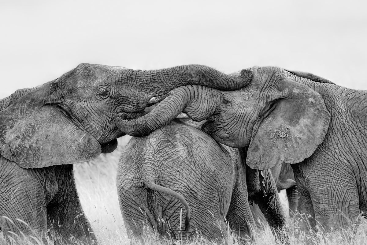 aluminium-print-elephant-playing-x