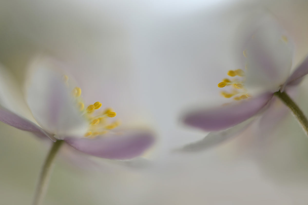 acrylic-print-soft-whispering