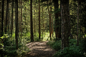 framedposter-print-many-trees