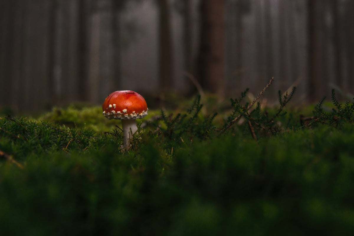 poster-print-a-mushroom-in-the-forest