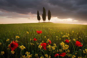 framedposter-print-blooming-tuscany-x