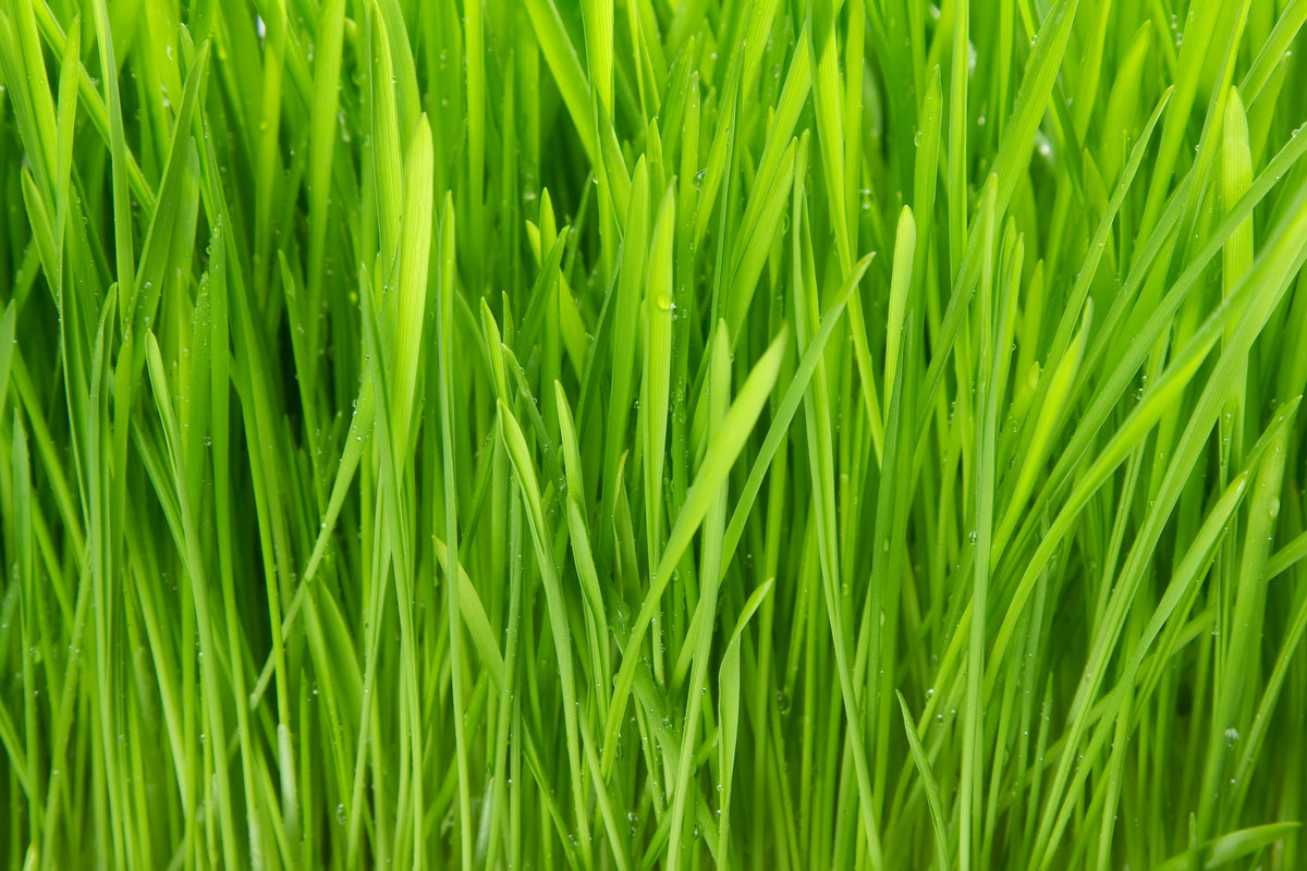 poster-print-grass-in-morning-dew