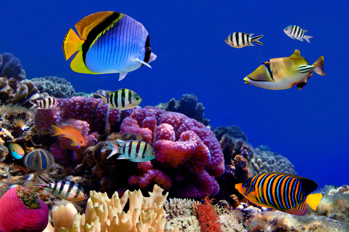 aluminium-print-world-of-fish