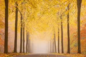 acrylic-print-autumn-road-x