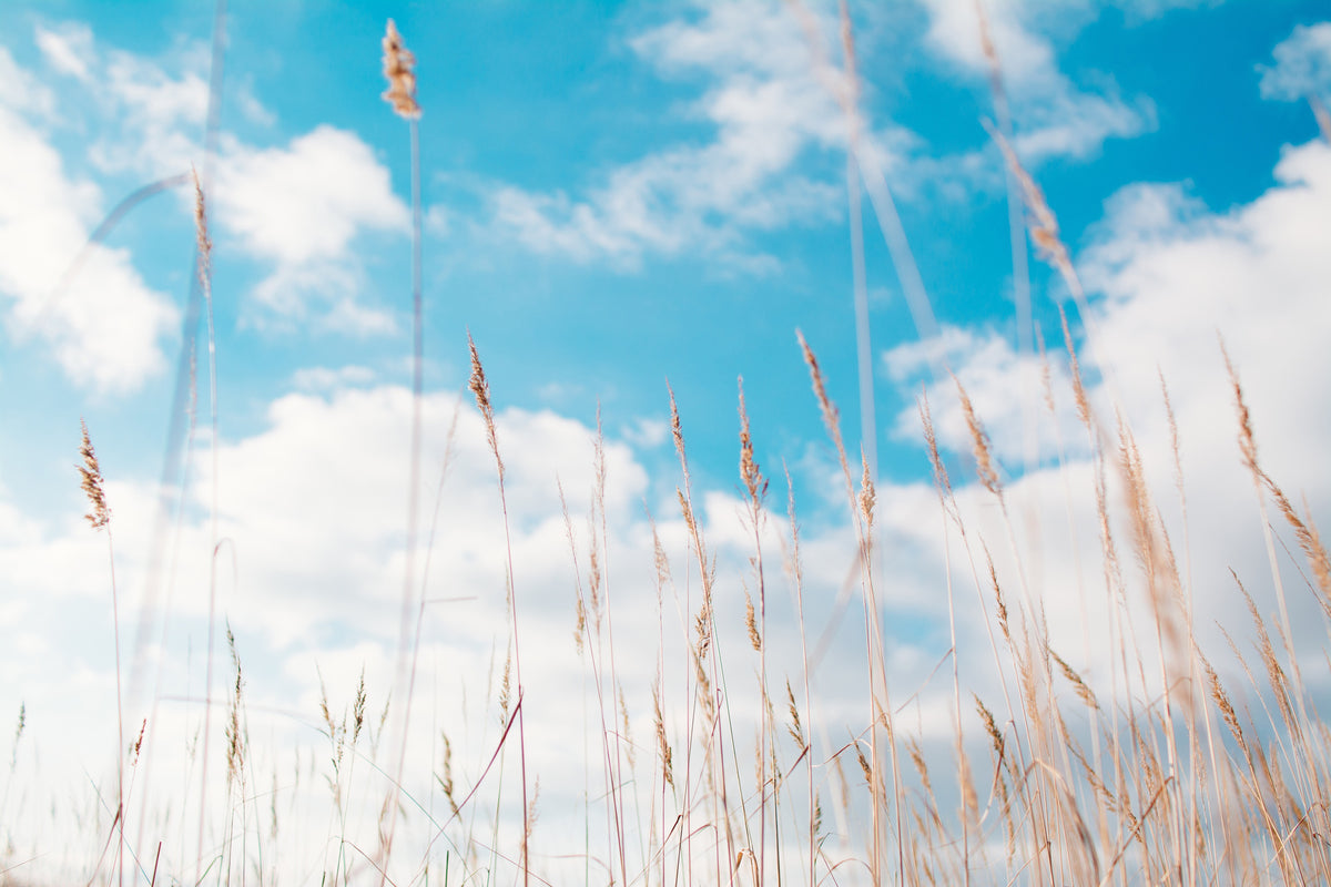 modern-3-piece-acrylic-print-blades-of-grass-in-the-sky