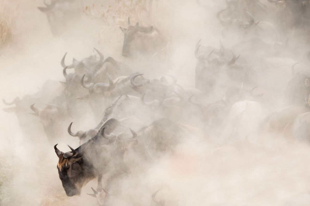 poster-print-dust-x
