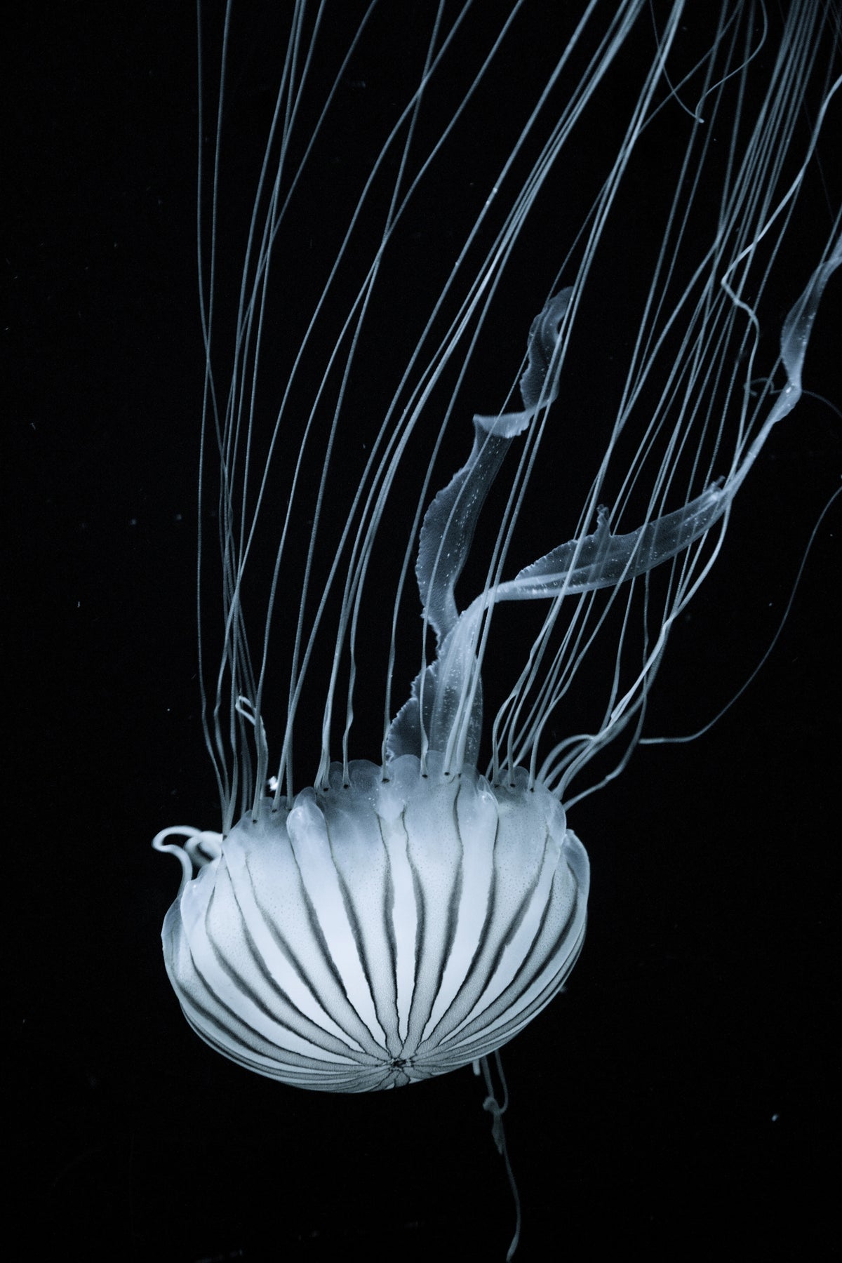 canvas-print-beware-jellyfish