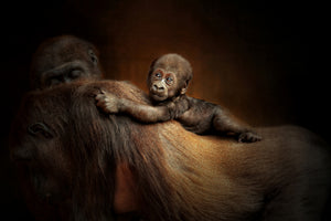 canvas-print-new-life-x