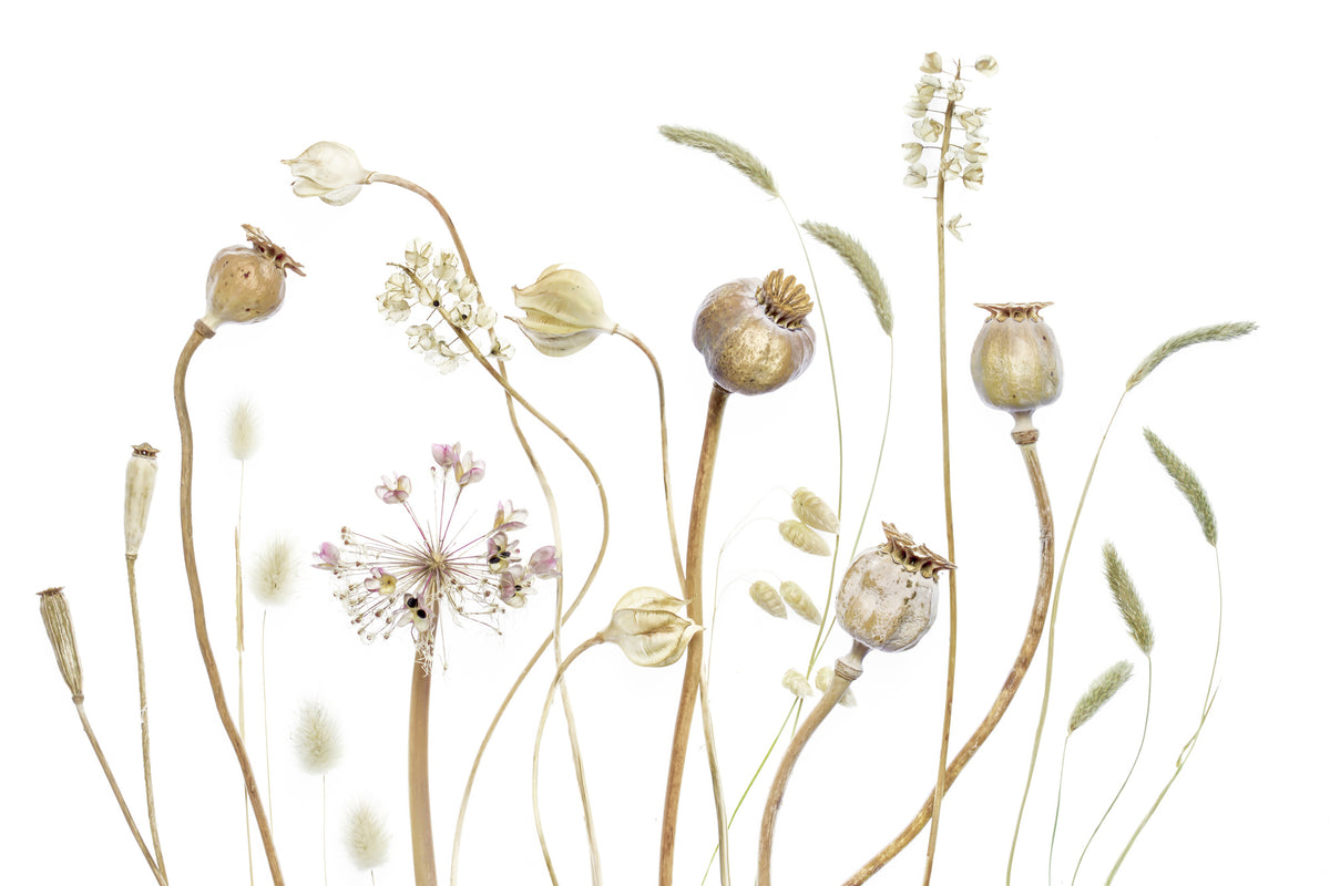 canvas-print-pods-x