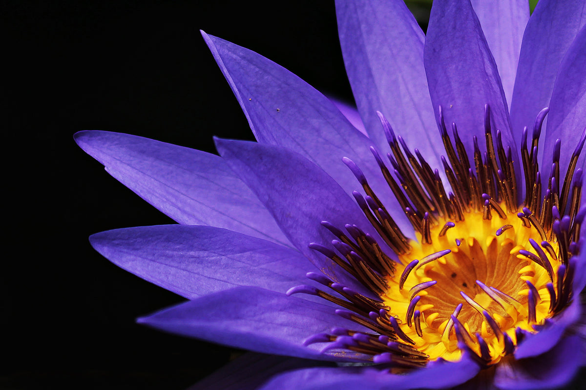 framedcanvas-print-xl-water-lily-in-purple