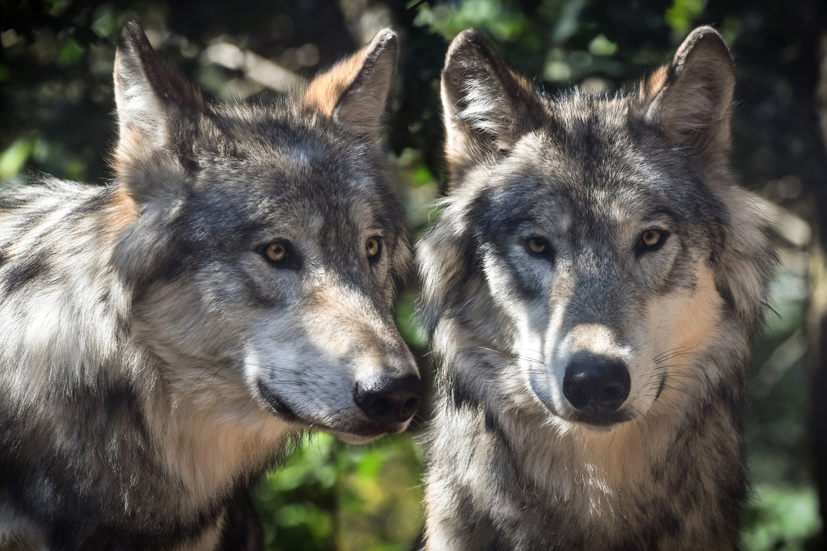 framedcanvas-print-2-wolves