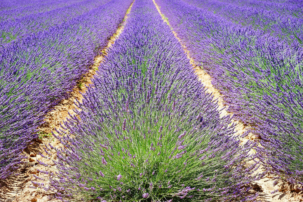 framedcanvas-print-the-lavender-field