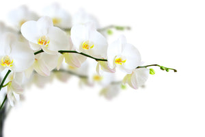 framedposter-print-white-orchids