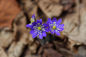 aluminium-print-wildflowers