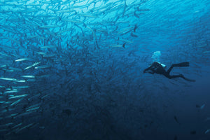 framedposter-print-in-a-fishschool-of-barracudas-x