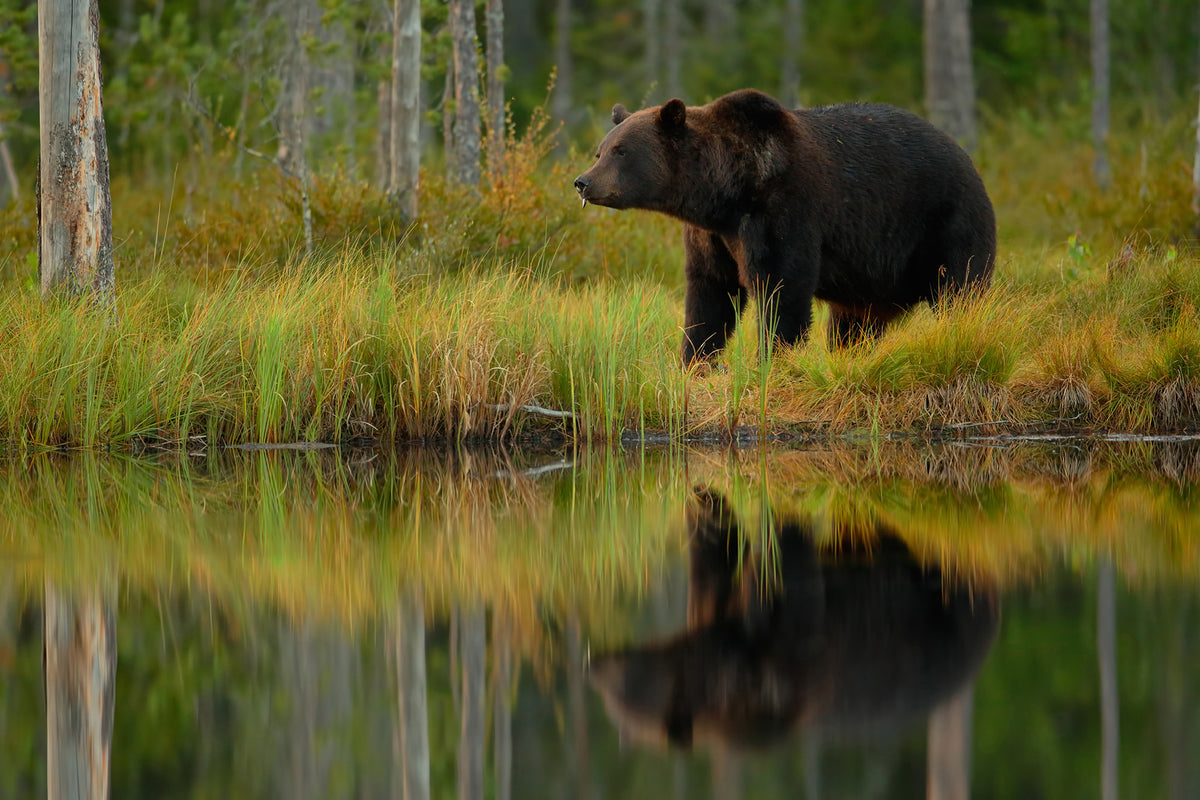 framedcanvas-print-bear-and-fish-x