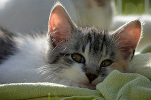framedcanvas-print-in-love-with-kitten
