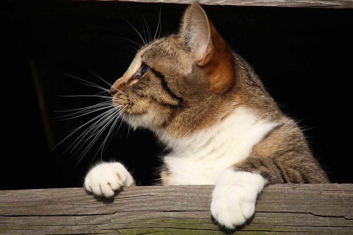 framedposter-print-xl-cat