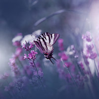 canvas-print-lavender-queen-x