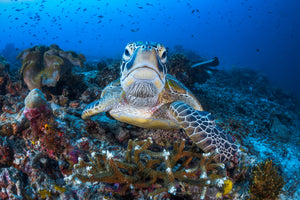 framedcanvas-print-face-to-face-with-a-green-turtle-x