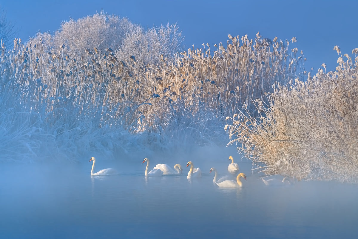 acrylic-print-blue-swan-lake
