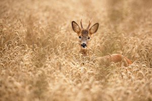 poster-print-deer-in-the-field-x