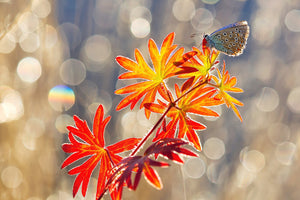 framedposter-print-september-moments-x