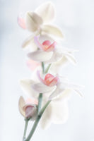 framedcanvas-print-pale-beauty