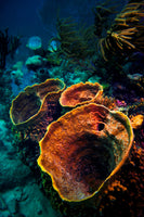 canvas-print-coral-vulcanos