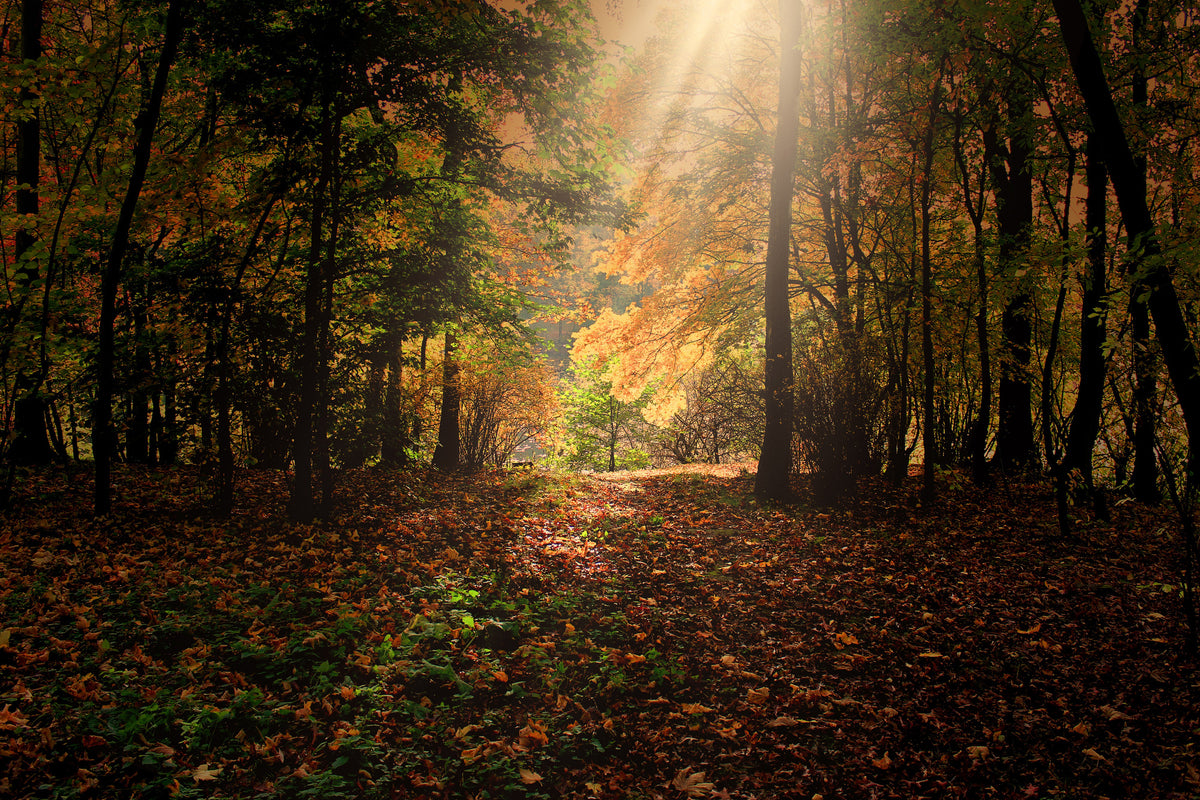 modern-3-piece-aluminium-print-the-deciduous-forest