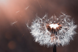 framedposter-print-dandelion-in-the-evening-light