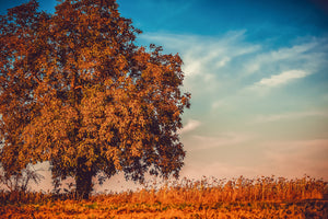 poster-print-the-nut-tree