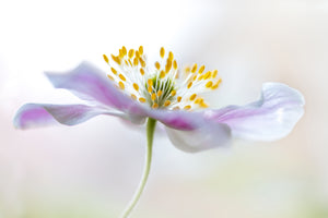 3-piece-acrylic-print-wood-anemone