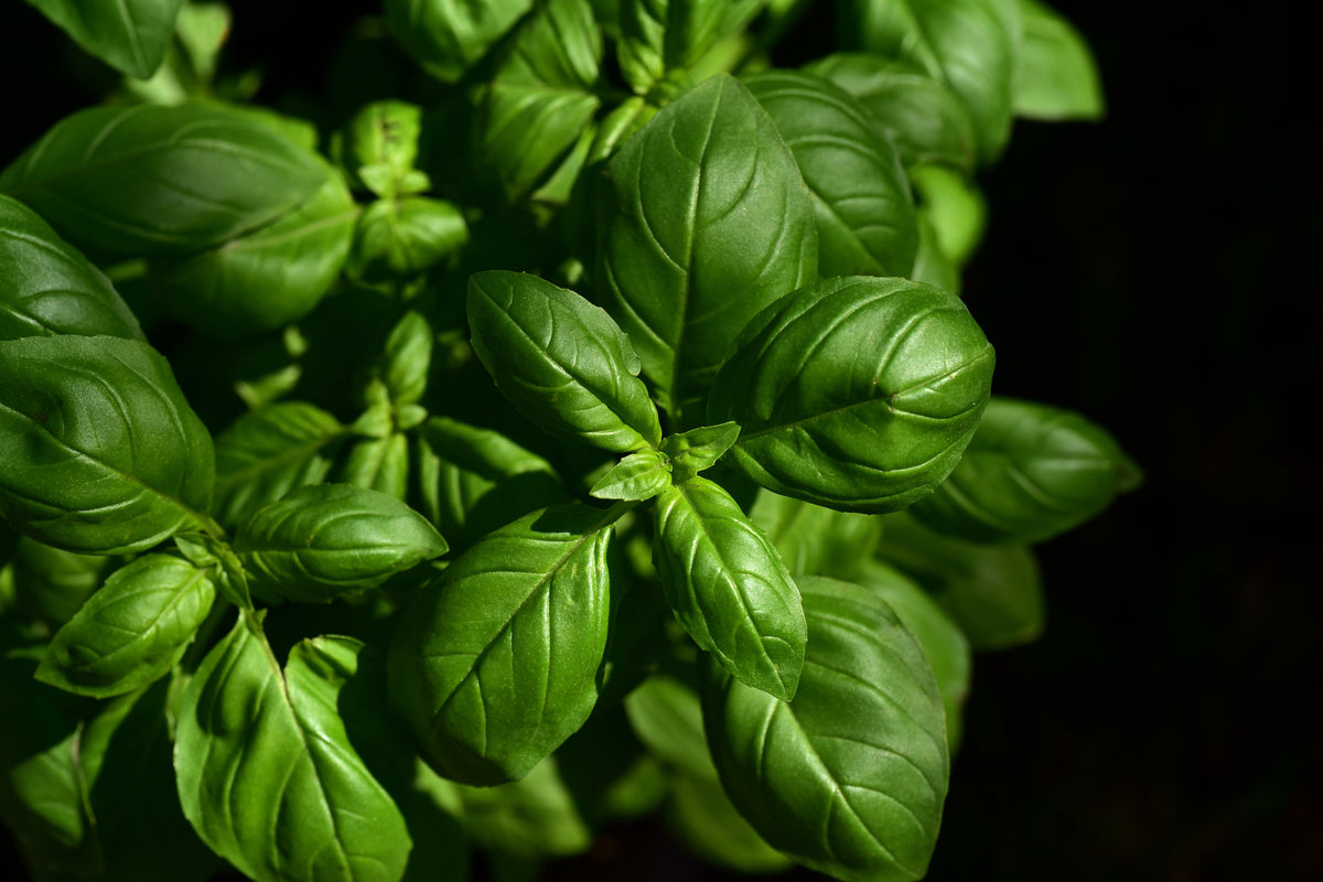 3-piece-canvas-print-basil-in-xl
