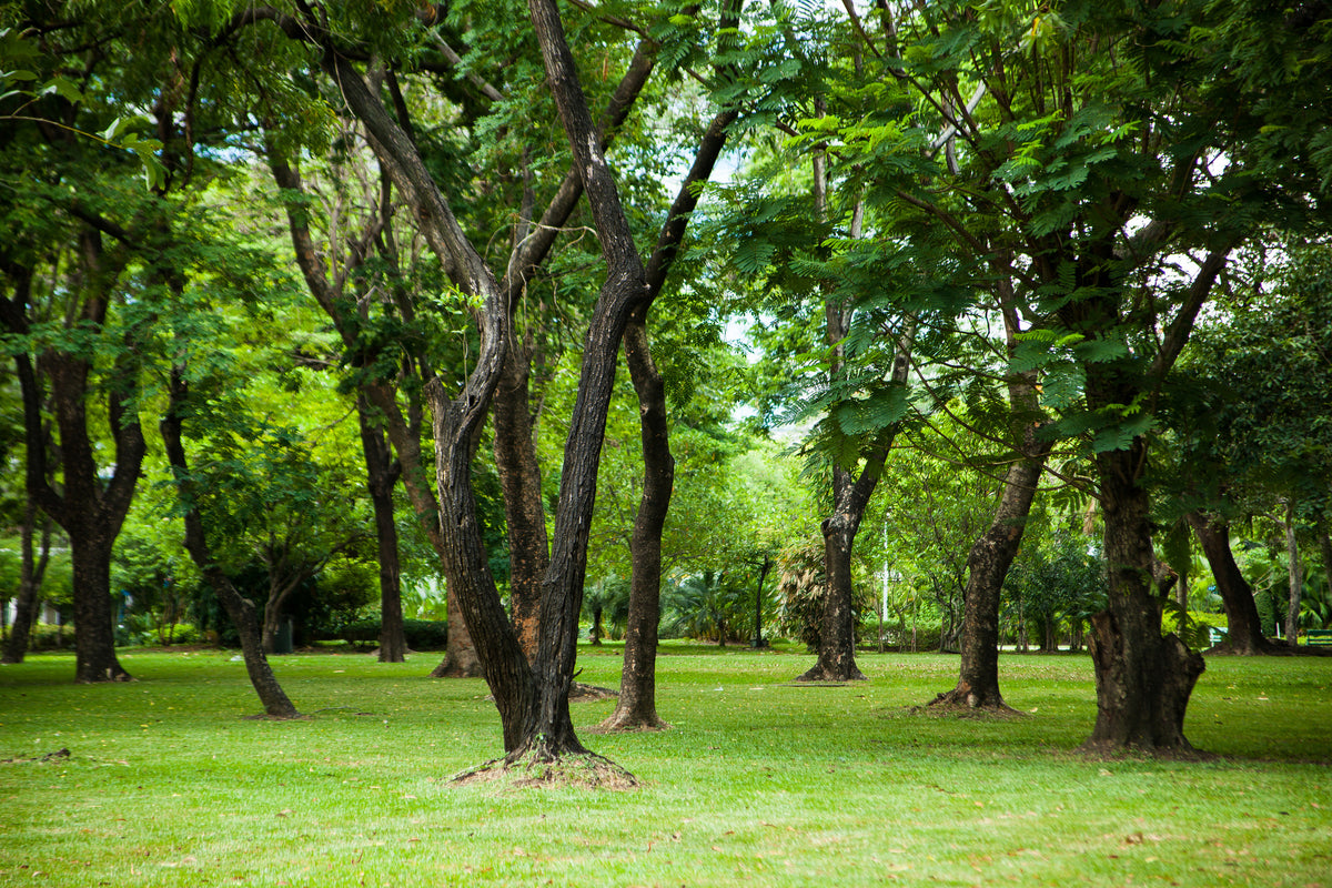 3-piece-canvas-print-cherry-garden