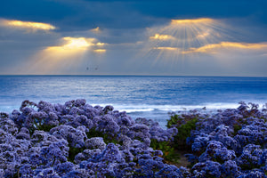 3-piece-acrylic-print-lavender-and-sea