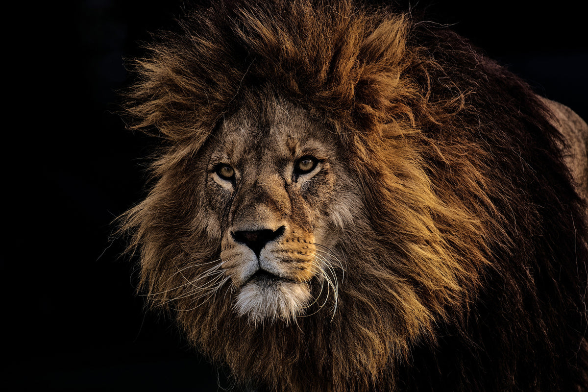 acrylic-print-portrait-of-a-lion