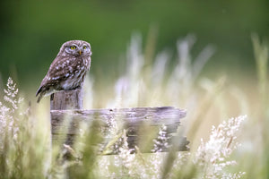 acrylic-print-little-owl-x