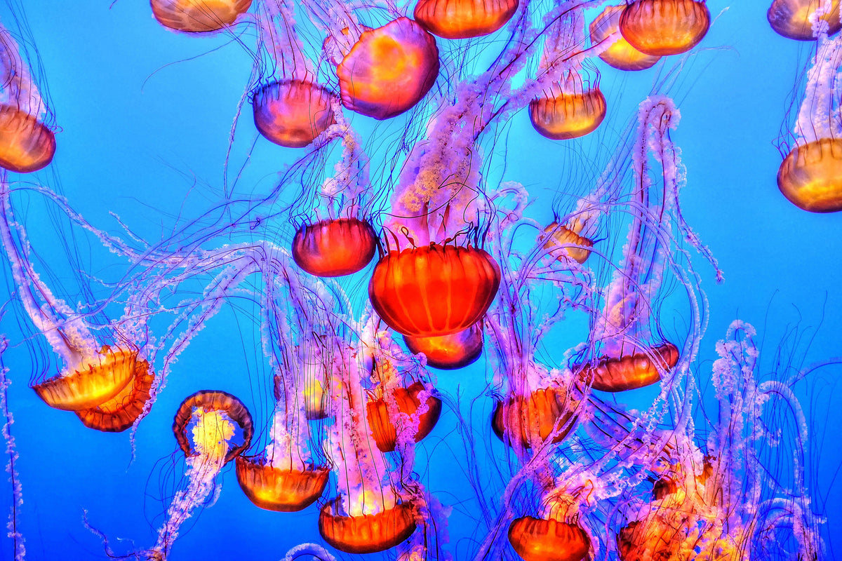 poster-print-colorful-jellyfish