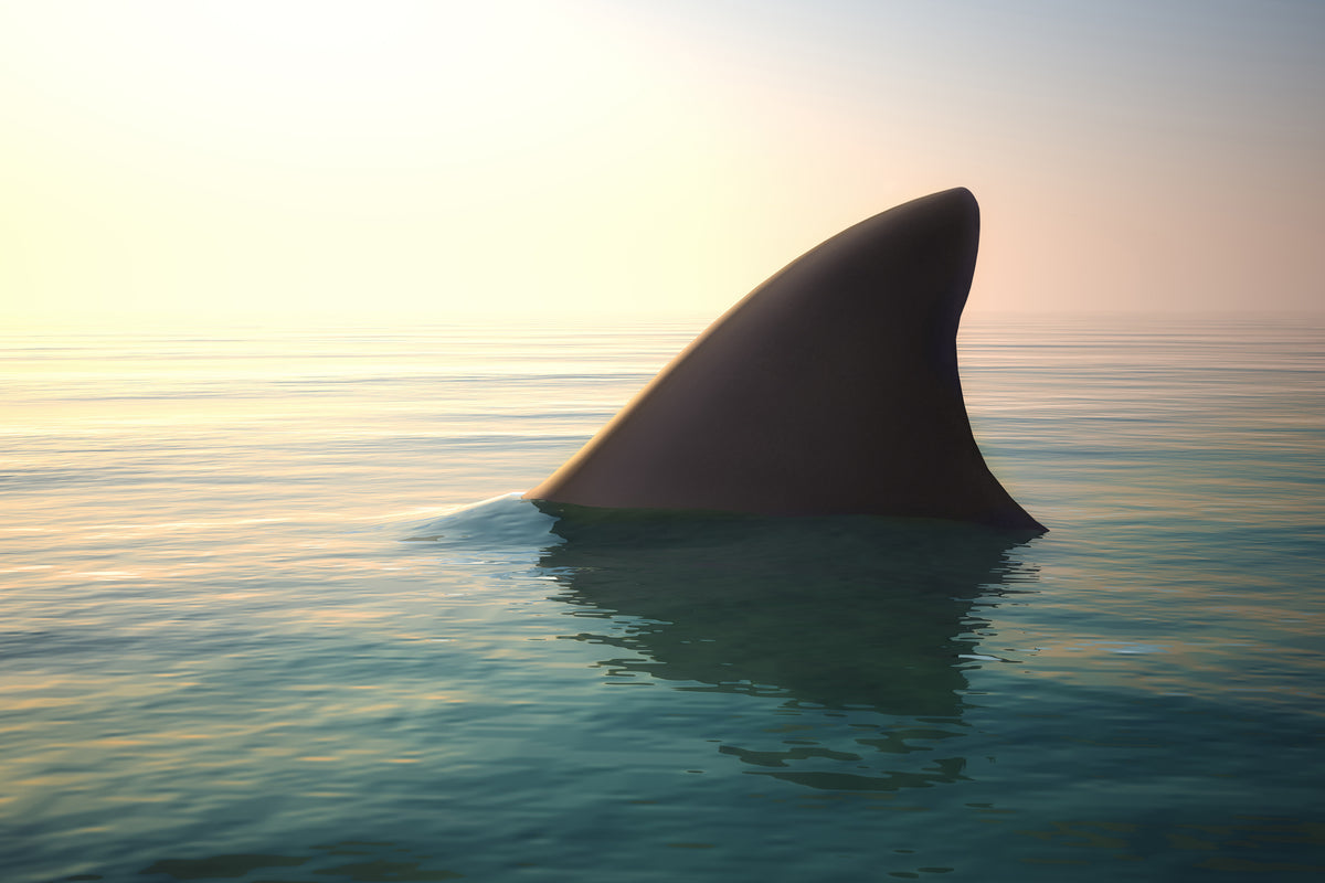 modern-3-piece-canvas-print-shark-fin