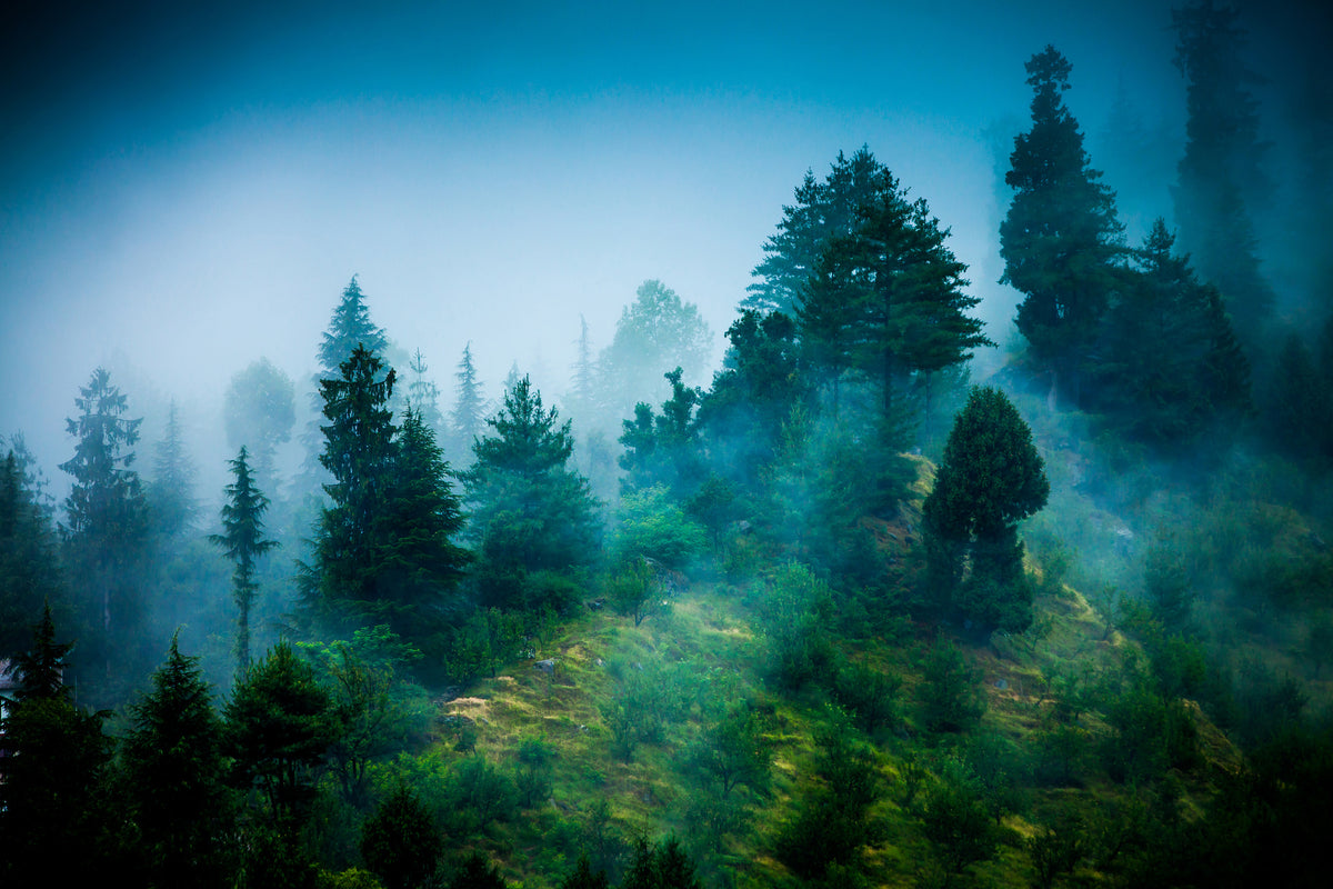 3-piece-canvas-print-mysterious-forest-ii