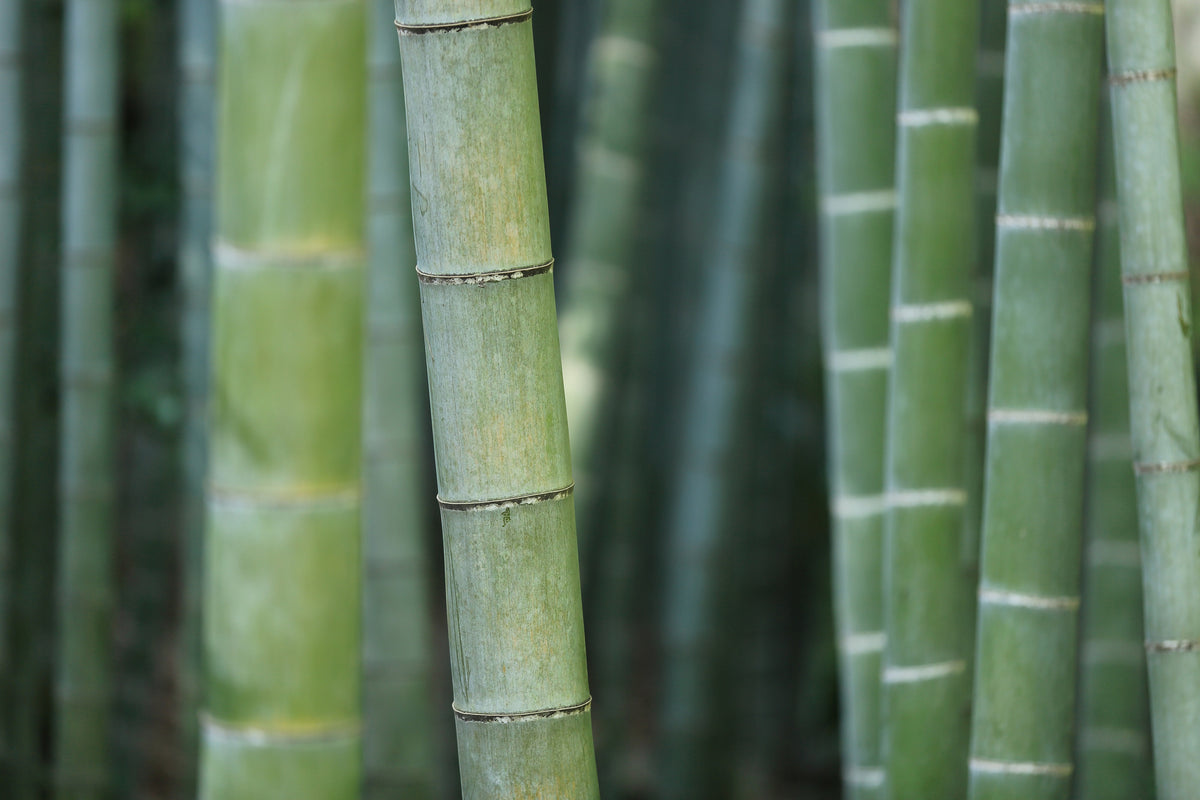 3-piece-acrylic-print-bamboo-in-xxl
