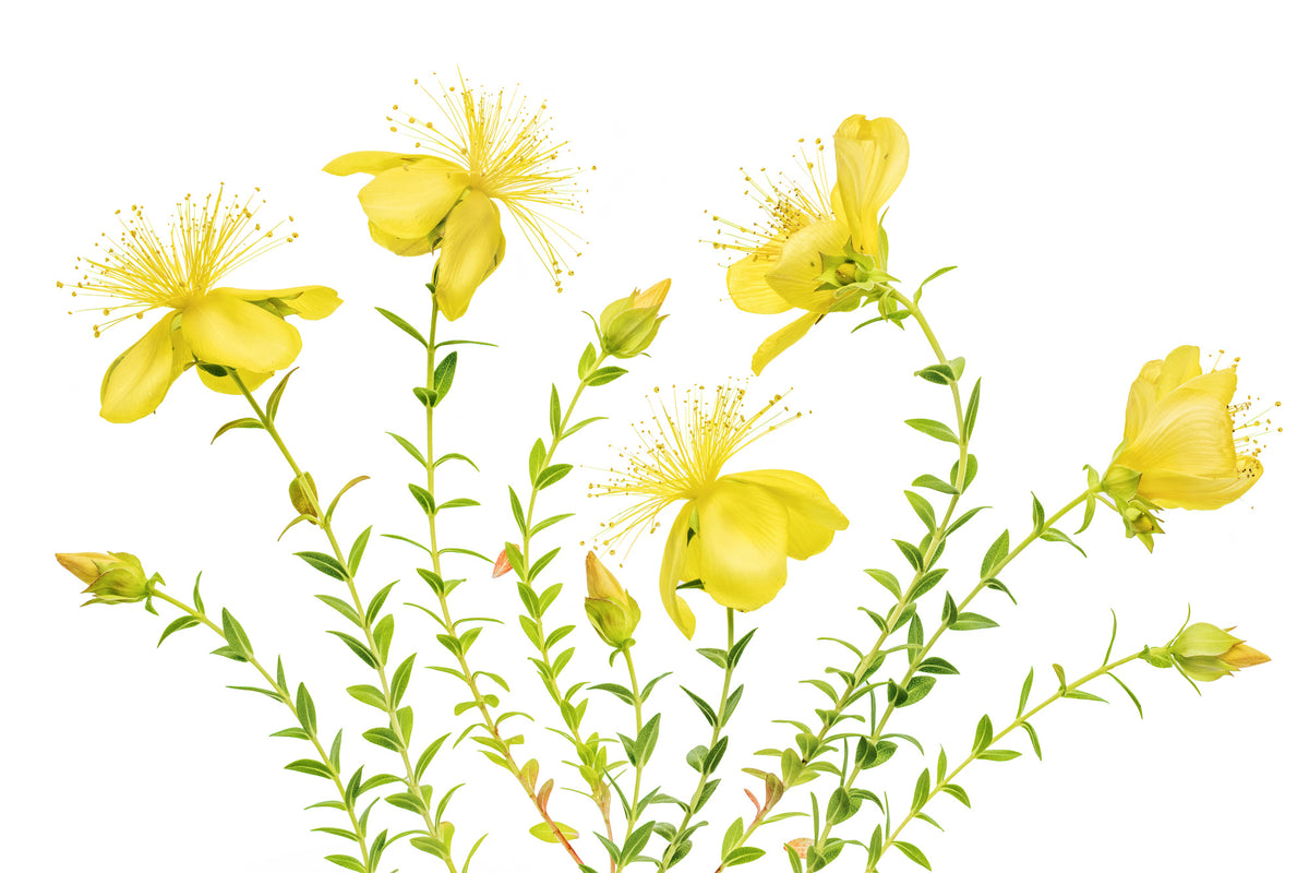 framedposter-print-hypericum-x