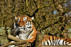 poster-print-proud-tiger